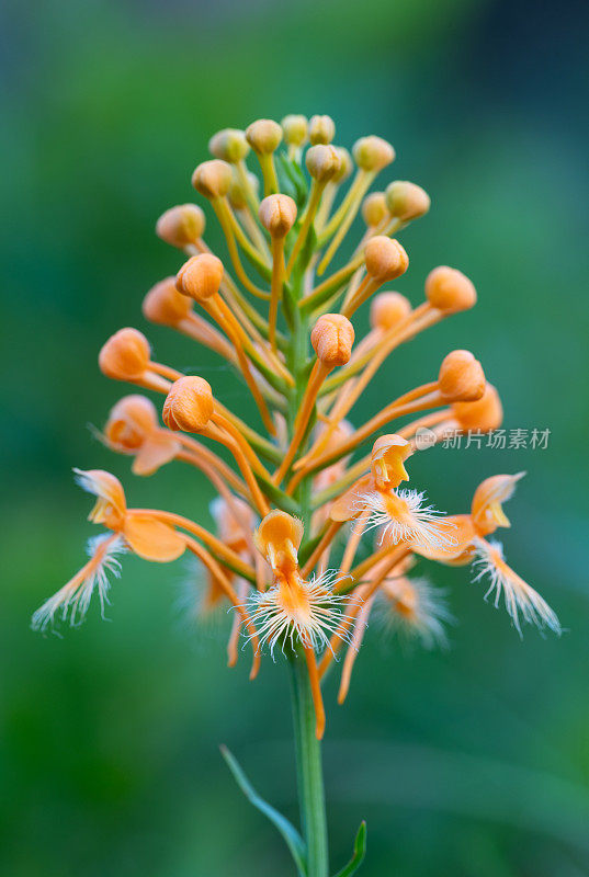 黄穗兰(Platanthera ciliaris)，美国杂志山